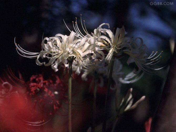 彼岸花,開一千年,落一千年,花葉永不相見.情不為因果,緣註定生死.